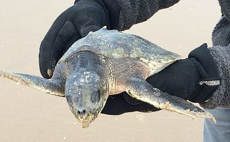 The Kemp's Ridley sea turtle found on Fomby beach (Lancashire Wildlife Trust)