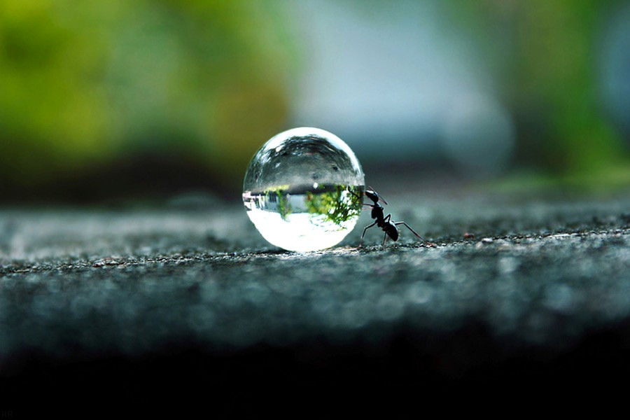 Ant pushing a water droplet