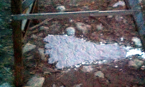 Bella Coola Bigfoot Print, photographed in Bella Coola in late February