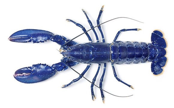 Incredible electric-blue lobster saved from food market