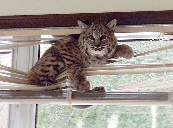 bobcat stuck in the window