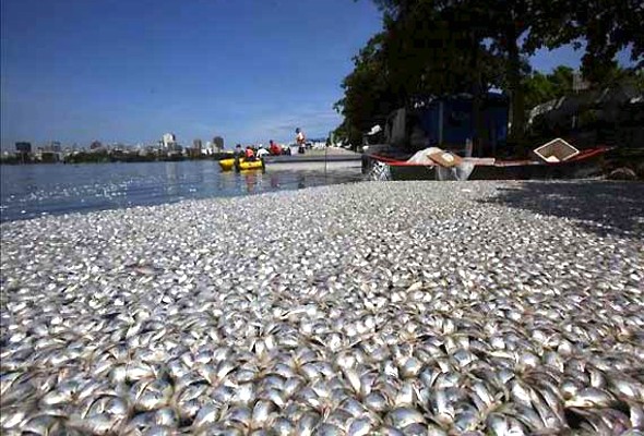 Dead fish in Brazilian Lagoon