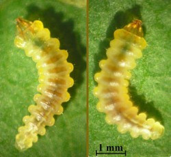 Cameraria ohridella Larva