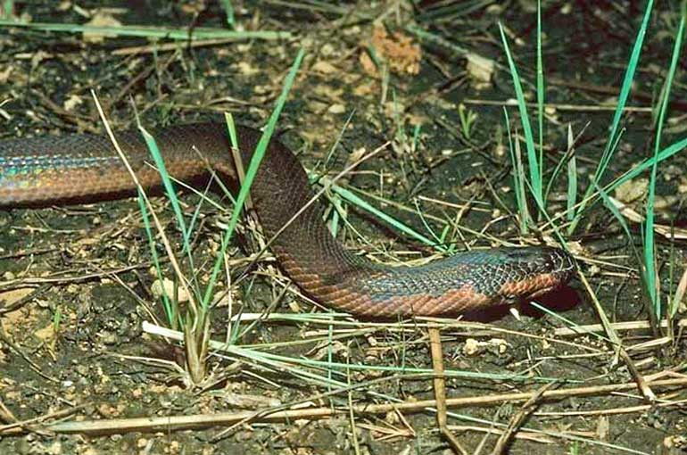 Chameleon snake