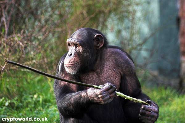 Are Chimpanzees Intelligent?