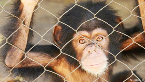Animal rights group asks US courts to recognize chimpanzees as 'legal persons'