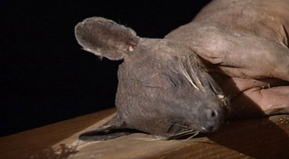 Hairless creature found prowling a front lawn in Kentucky, a critter believed to be the mythical chupacabra.