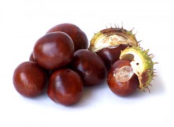 Conkers from the Horse Chestnut Tree