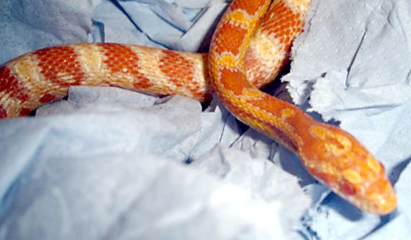 Rare albino corn snake was found on M3 motorway