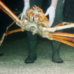 3m Crab Kong