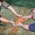 Huge Crab Kong Visits Weymouth UK