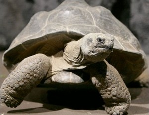 Darwin’s tortoise Harriet