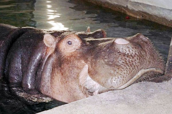 Donna: World's oldest hippo in captivity dies at 61