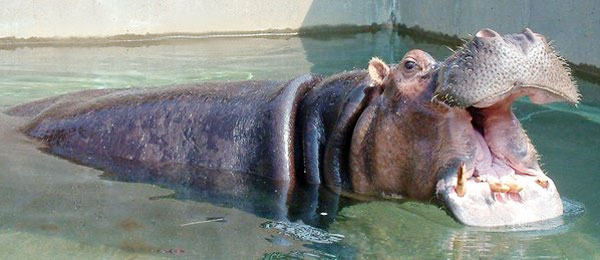 Donna: World's oldest hippo in captivity dies at 61