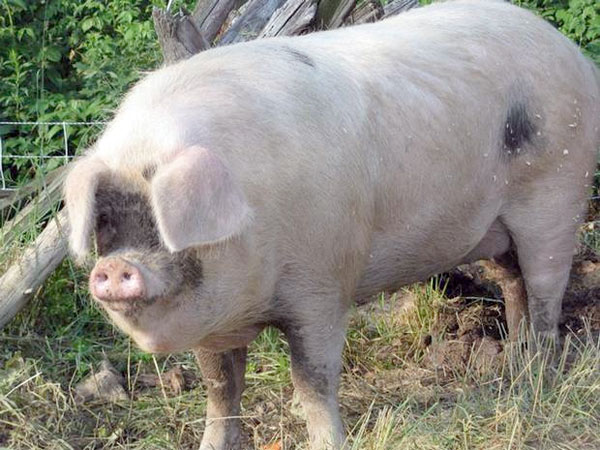 The angry 600lb boar attacked a 74-year-old woman