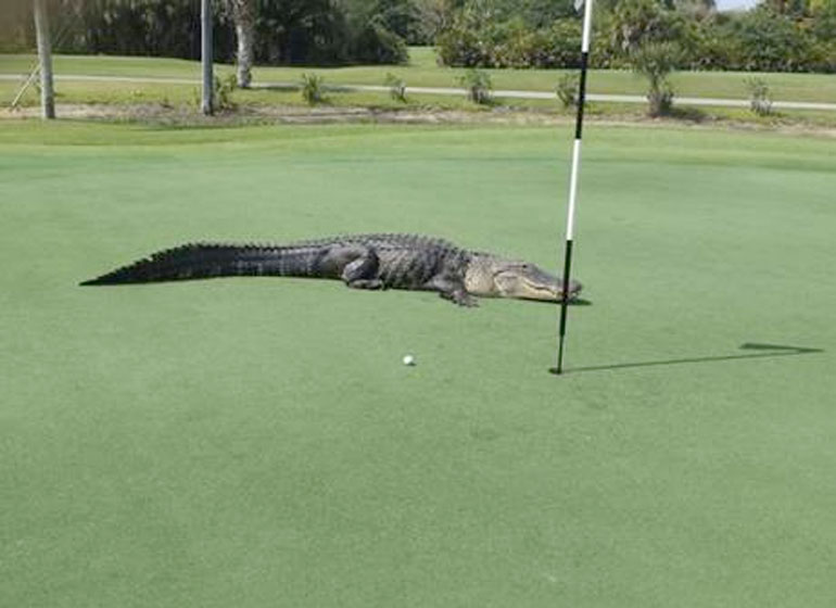 The club owner is toying with calling the alligator 'viral' over the fuss it has caused online