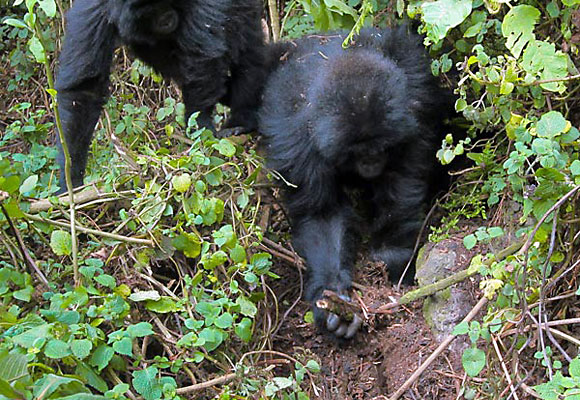 Wild gorillas Rwema and Dukore destroy a primitive snare in Rwanda