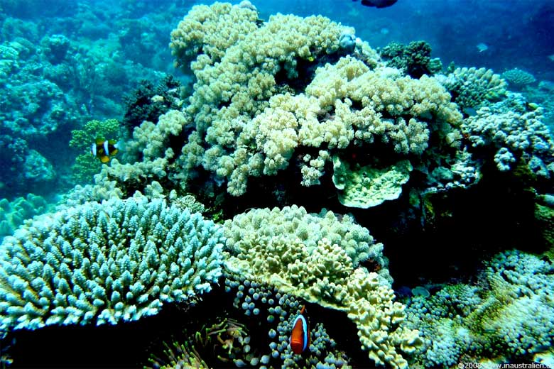 Great Barrier Reef (c) Eulinky