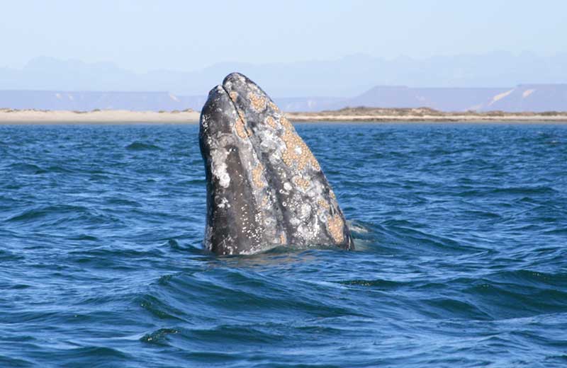Gray Whale, Baja (c) <a href="“https://www.flickr.com/photos/ryanh/2344144249”" target="“_blank”">Ryan Harvey</a>