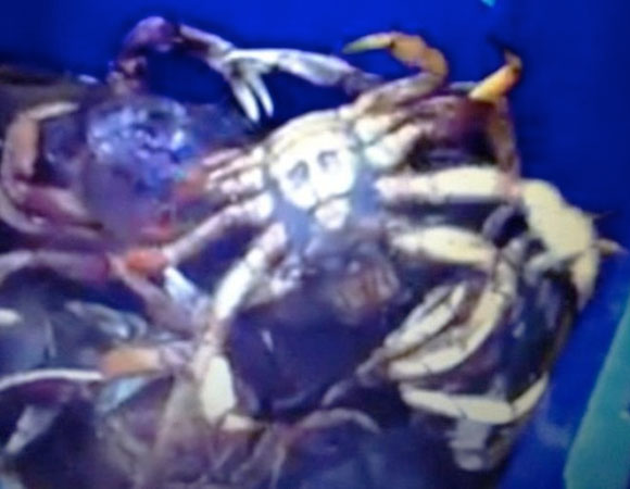 Jesus Crab