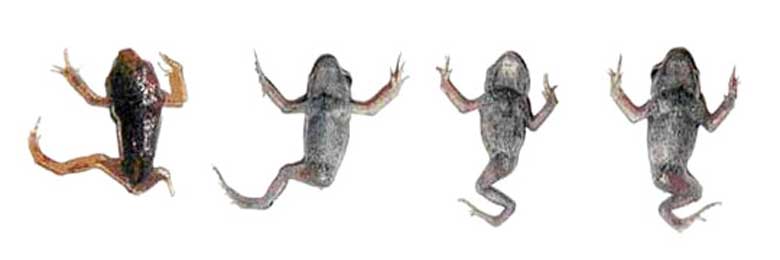 legless-frogs