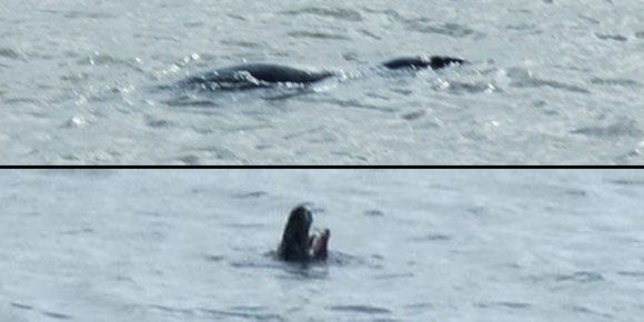 Mystery sea creature spotted in the Mersey has experts baffled!