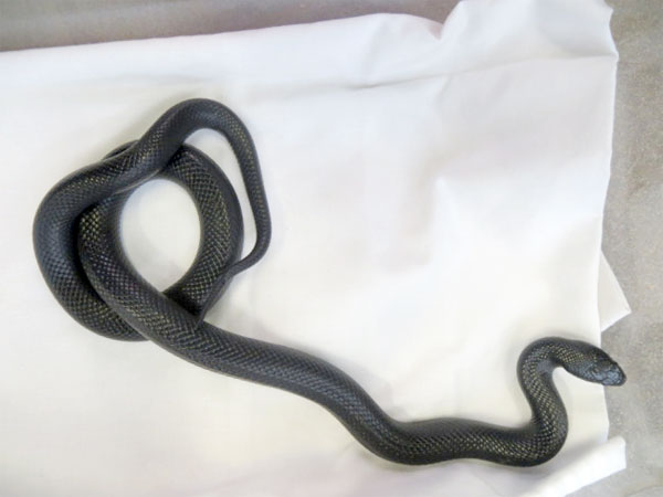 Woman finds Mexican black king snake in her hallway (Picture: Scottish SPCA)