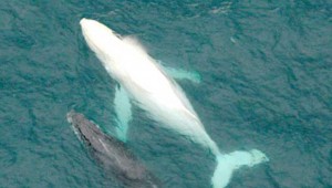 Migaloo the white whale