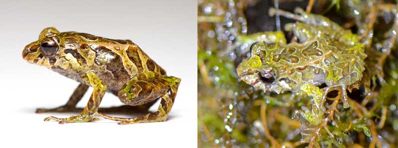 The mutable rainfrog can go from smooth (left) to spiny in minutes.