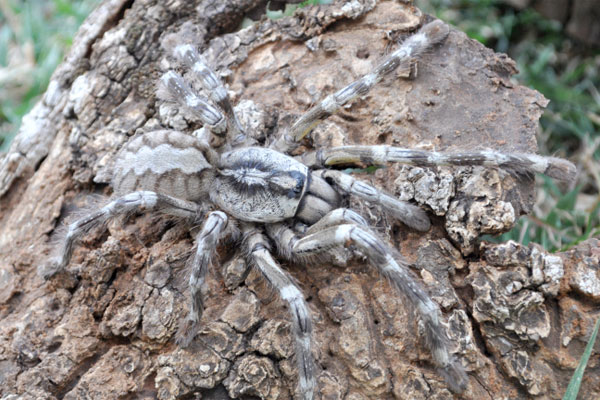 The female spider (Picture: Ranil Nanayakkara/British Tarantula Society)