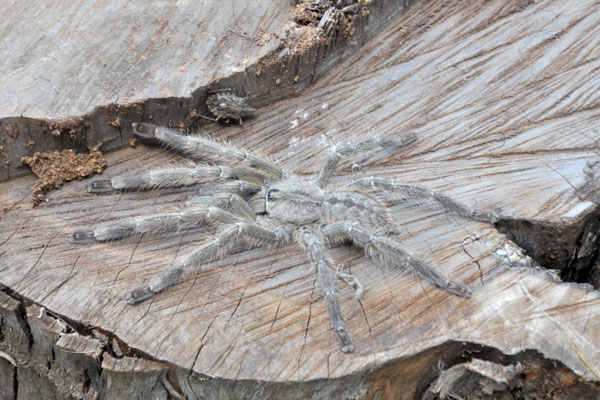 Huge spider as big as your Face (Picture: Ranil Nanayakkara/British Tarantula Society)