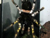 Distinctive markings on the underside of the tarantula (Picture: Ranil Nanayakkara/British Tarantula Society)