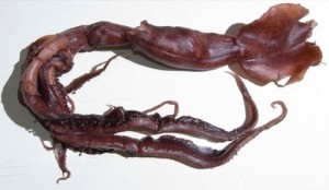 New large species of squid found