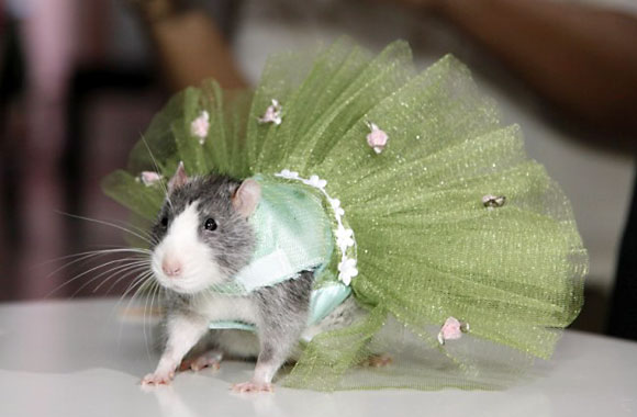 Perriwinkle the Rat in her emerald green tutu!
