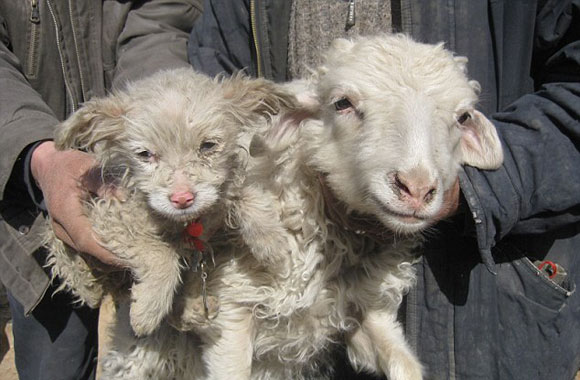 Weird, Puppy/Lamb and its Ewe Mother?