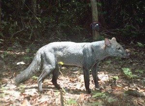 The rare Amazonian short-eared dog