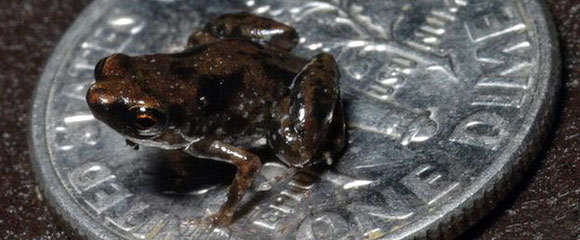 World's smallest frog discovered