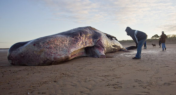 40ft Sperm Whale on Norfolk Beach