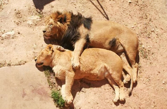 Sleeping (Spooning) Lions