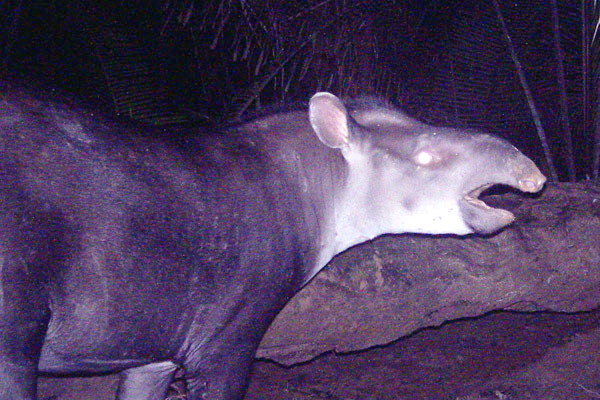 New tapir discovered in Brazil