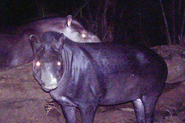 New tapir discovered in Brazil