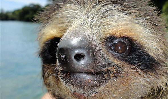 Three-toed Pygmy Sloth
