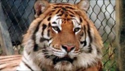 Tiger kills Lion in Turkish zoo