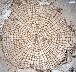 World's oldest wood – so far