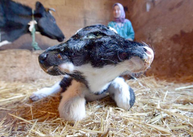 Two Headed Calf born in Morocco