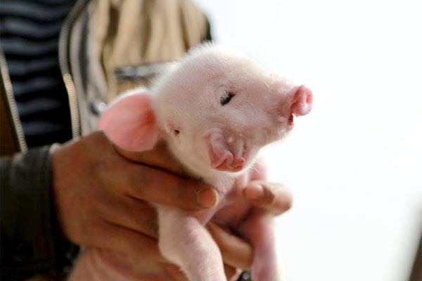Two-headed piglet born in China