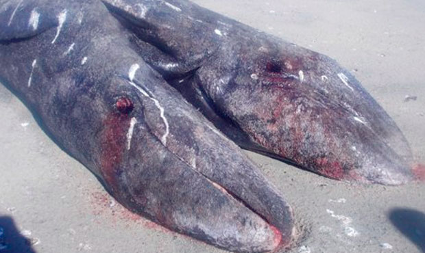 Conjoined grey whale calves found in Mexico
