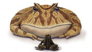Beelzebufo Frog