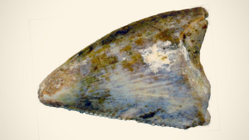 First Dinosaur Fossils Discovered in Saudi Arabia » Cryptoworld