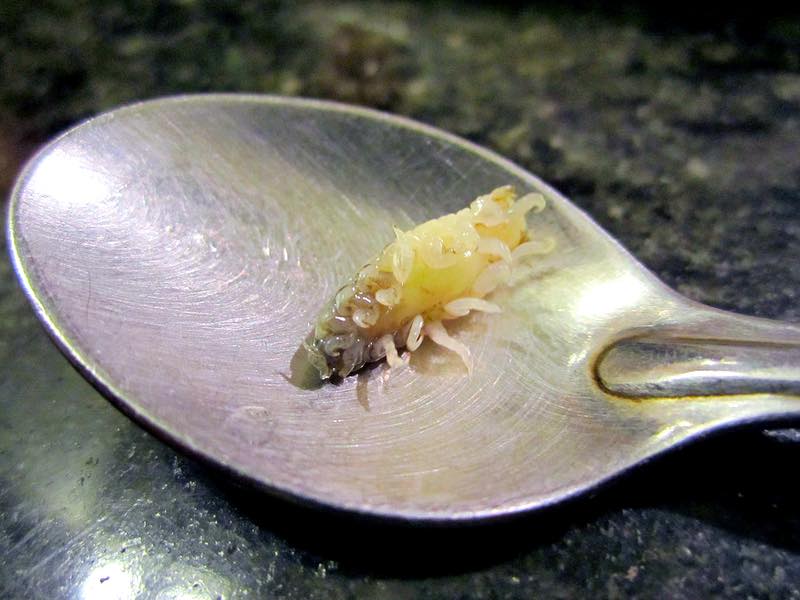Cymothoa exigua - the tongue-eating louse